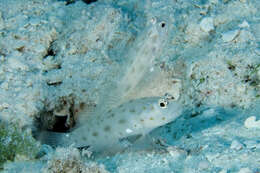 Image of Prawn-goby prawngoby shrimp-goby