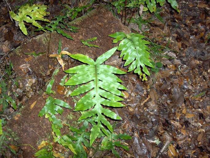 Image of golden polypody