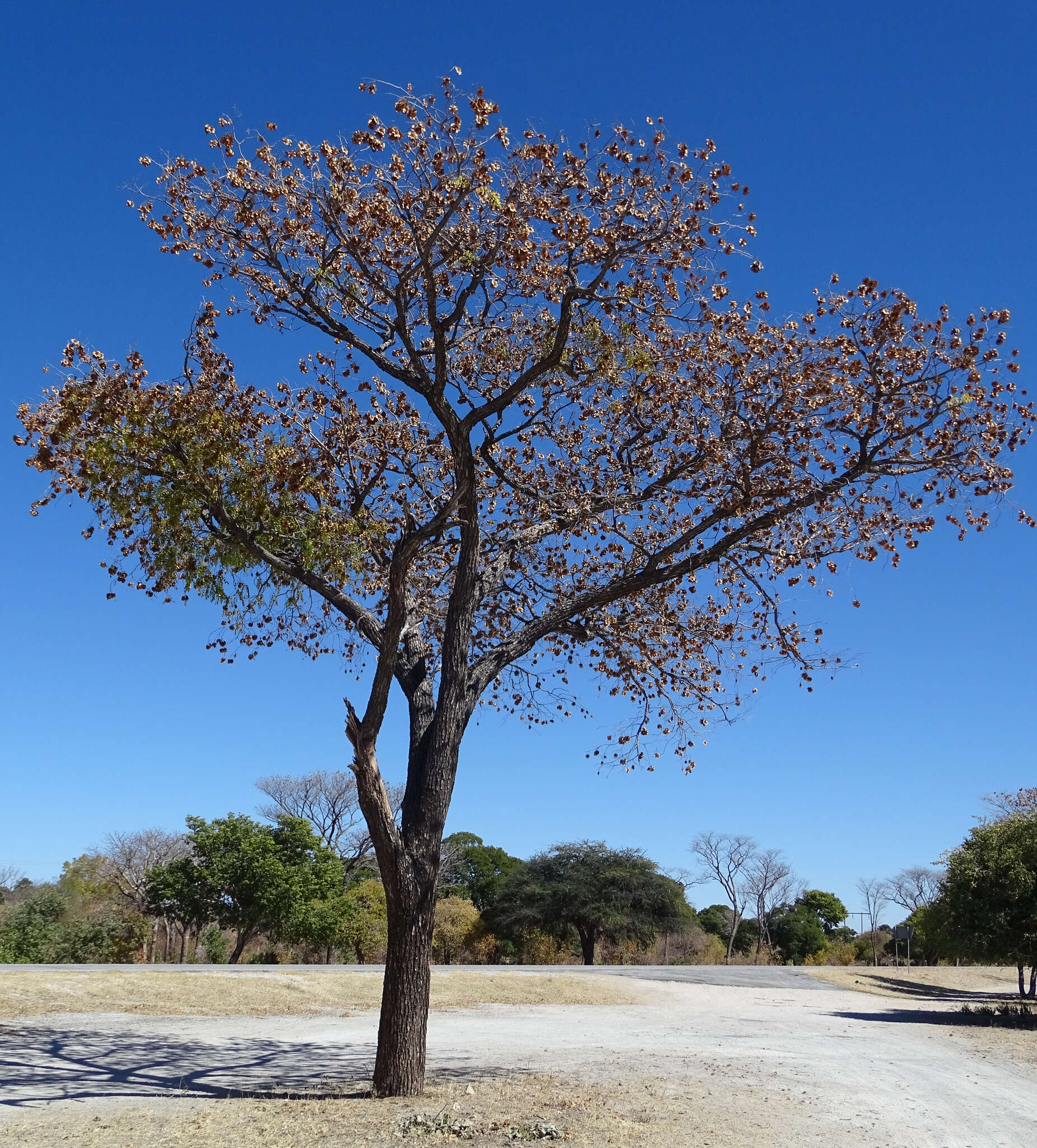 Image of Bleedwood Tree