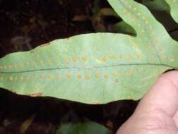 Image of golden polypody