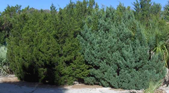 Imagem de Juniperus virginiana L.