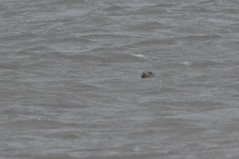 Image of bearded Seal