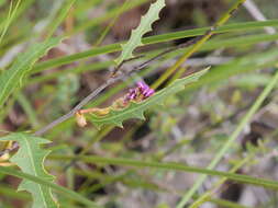 Image of Grevillea quercifolia R. Br.