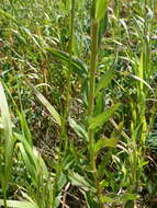 Image of hawkweed