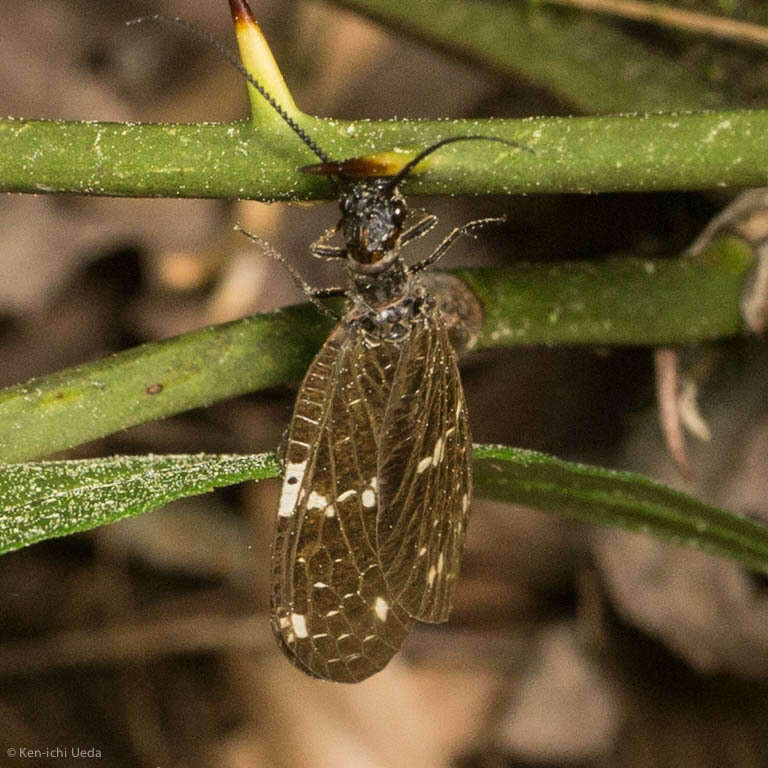 Слика од Nigronia serricornis (Say ex Keating 1824)