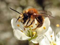 Image de Andrena fulva (Müller 1766)