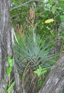 Image of Cardinal Air Plant