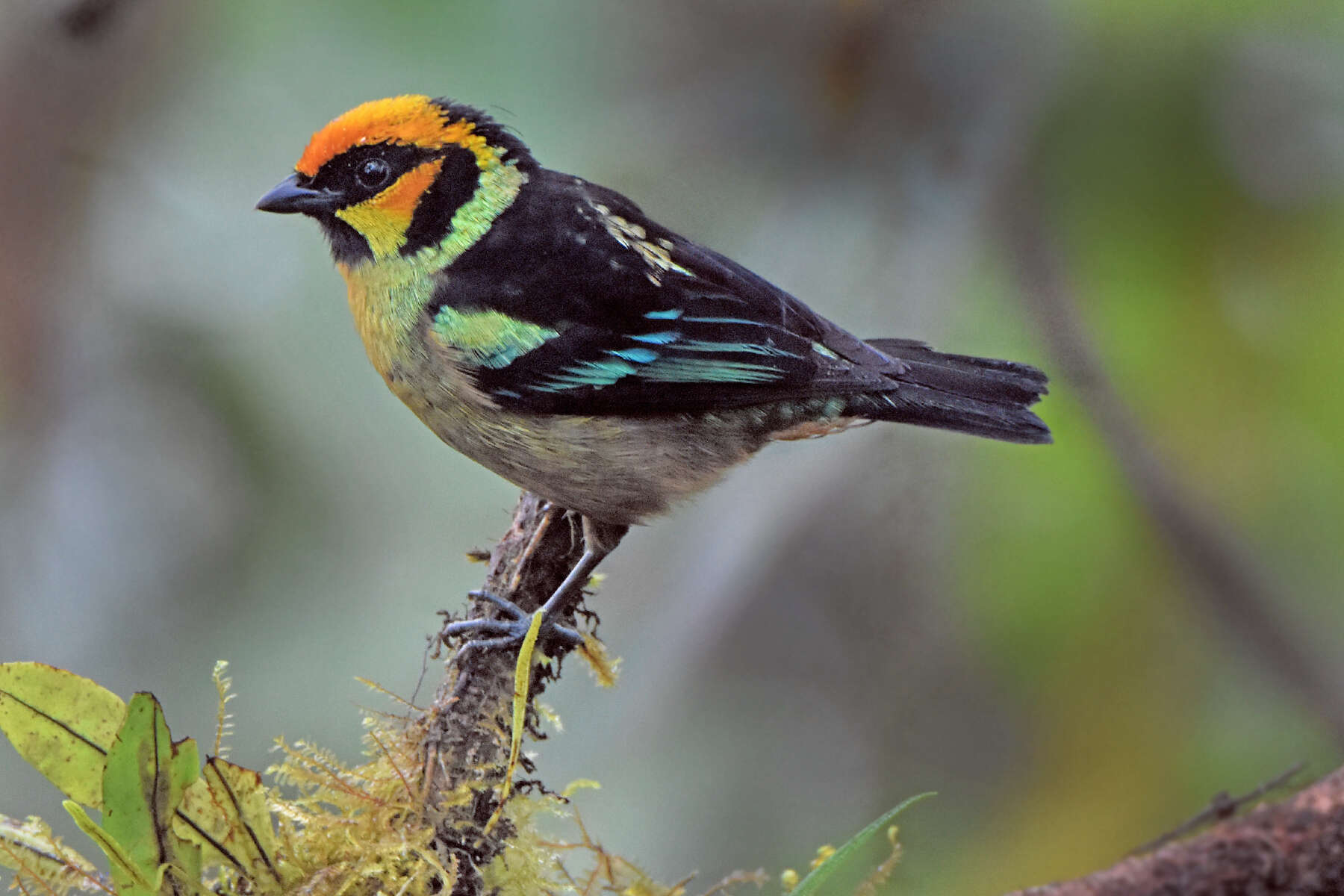 Image of Flame-faced Tanager