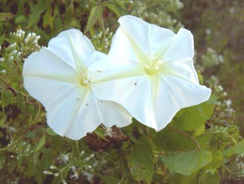 Image of Moonflower or moon vine