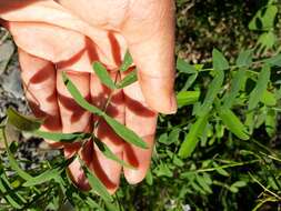 Image of Goat's rue