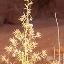 Plancia ëd Brickellia longifolia S. Wats.