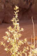 Imagem de Brickellia longifolia S. Wats.