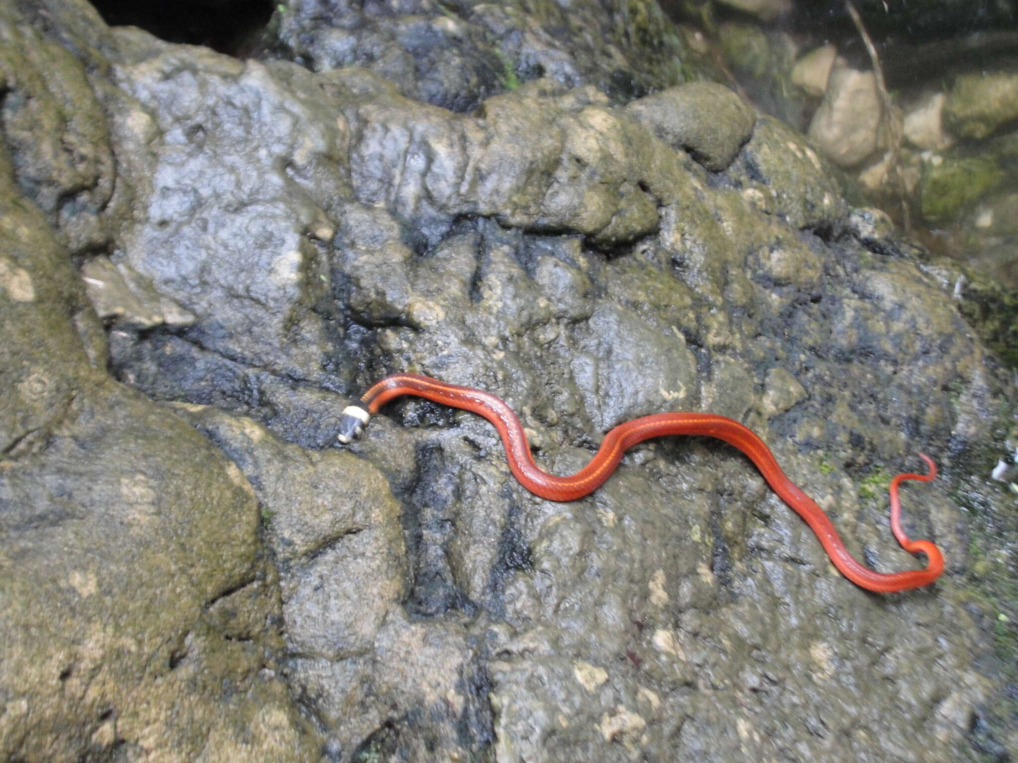 Image of Big Bend Black-headed Snake