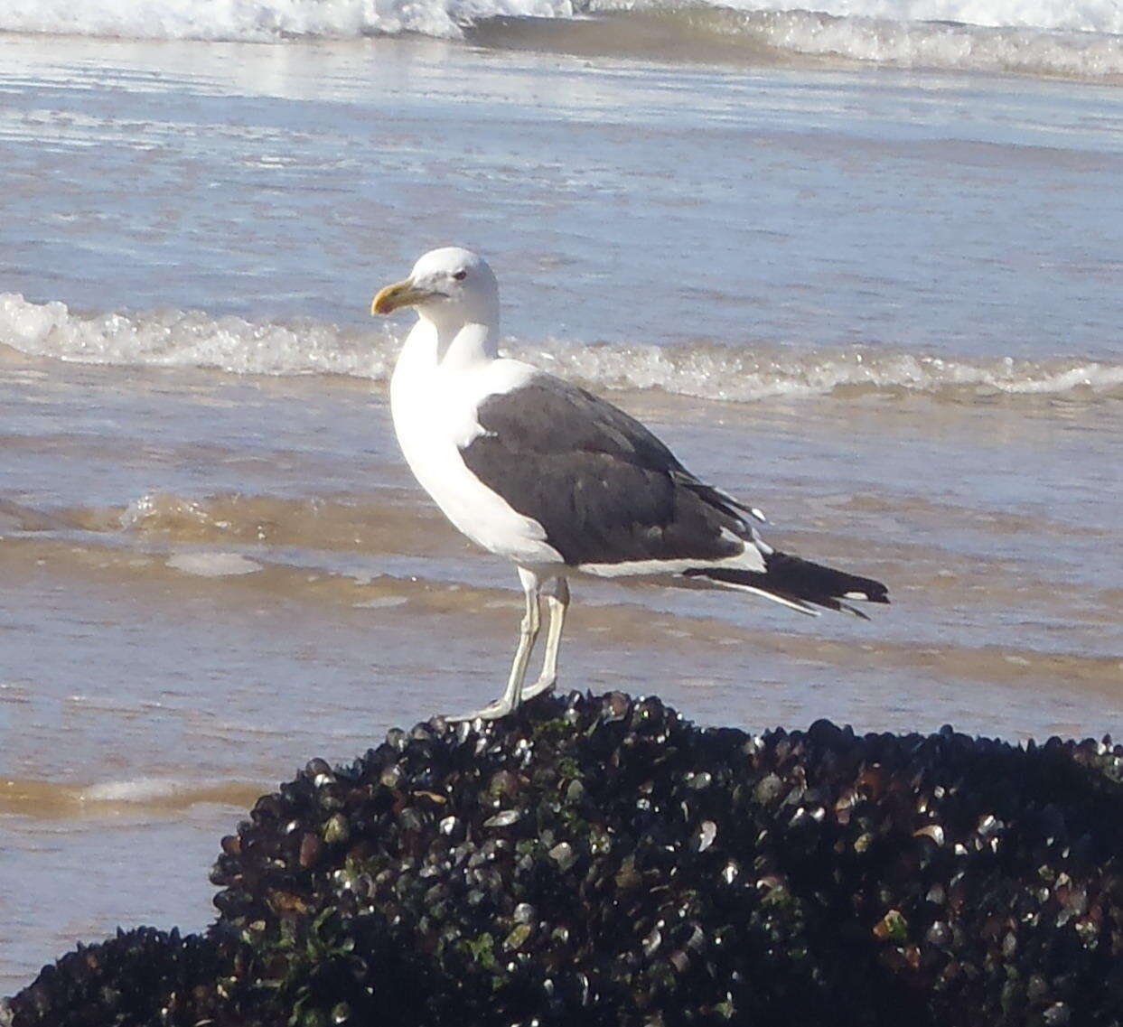 Image of Larus dominicanus vetula Bruch 1855