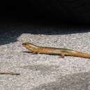 Image of Chinese Skink