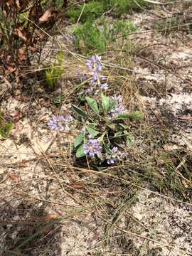 Plancia ëd Lupinus diffusus Nutt.