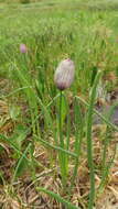 Image of wild chives