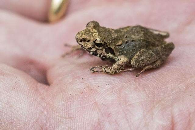 Image of Boulenger's Madagascar Frog