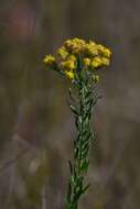 Image of Galatella biflora (L.) Nees