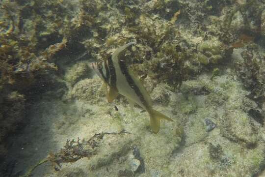 Image of Crested morwong