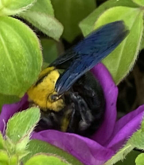 Plancia ëd Xylocopa minor Maidl 1912