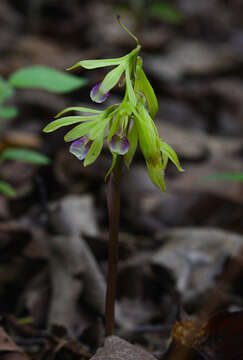 Image of Tall shield orchid