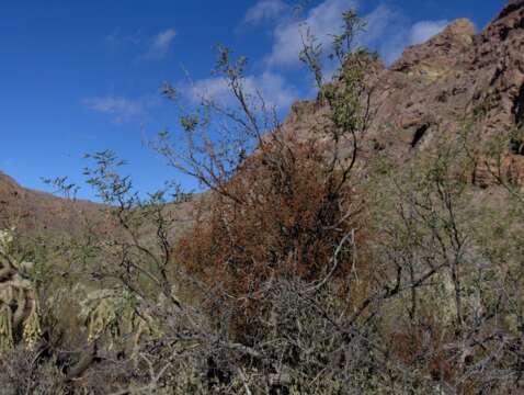 Image of oak mistletoe