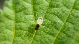 Image of Aphid