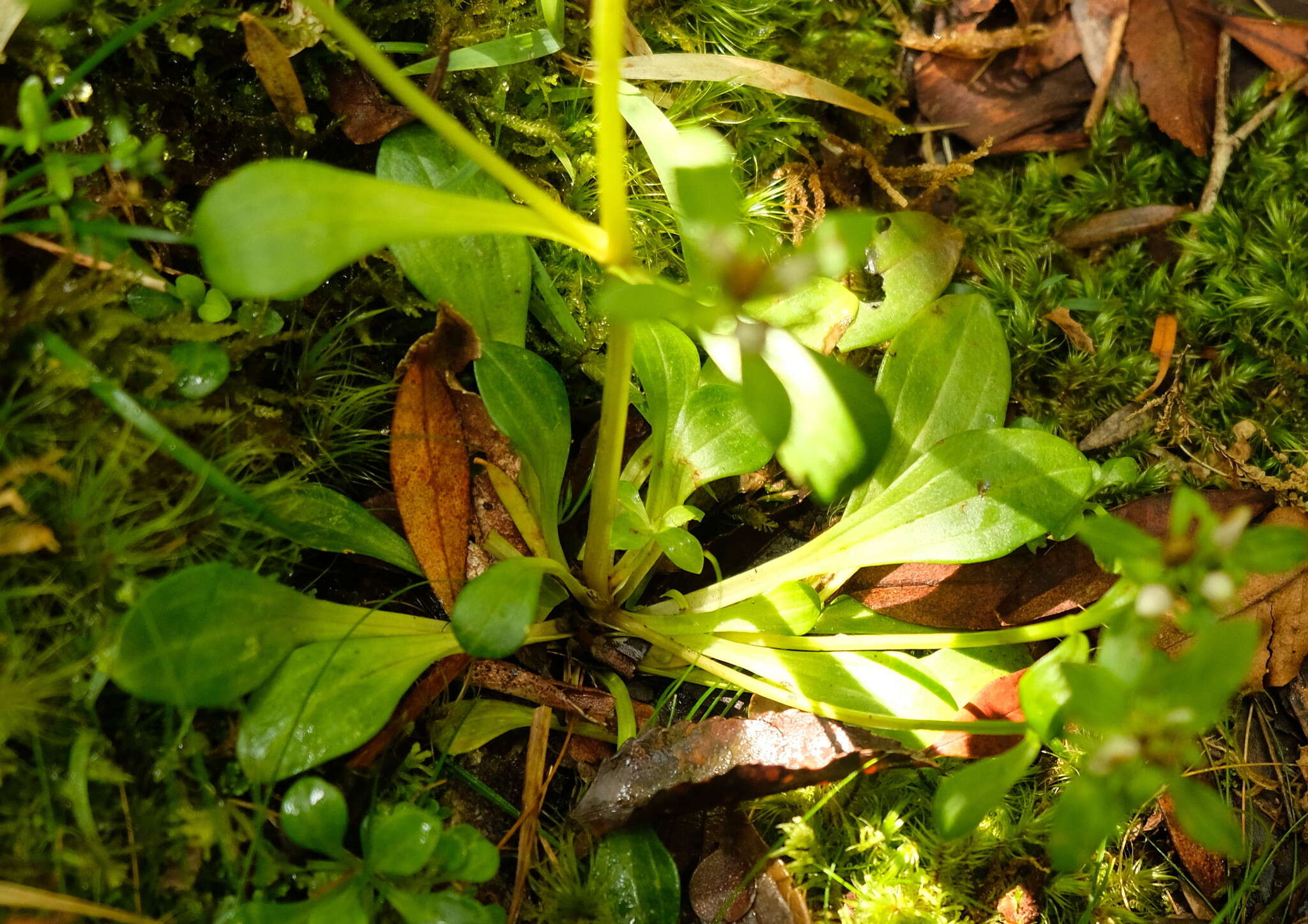 Gentianella spenceri (Kirk) T. N. Ho & S. W. Liu的圖片