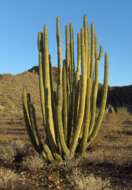 Image of Organ Pipe Cactus