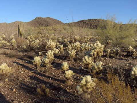 Image of teddybear cholla