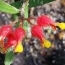 صورة Grevillea fasciculata R. Br.