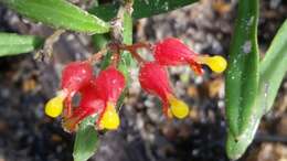 صورة Grevillea fasciculata R. Br.