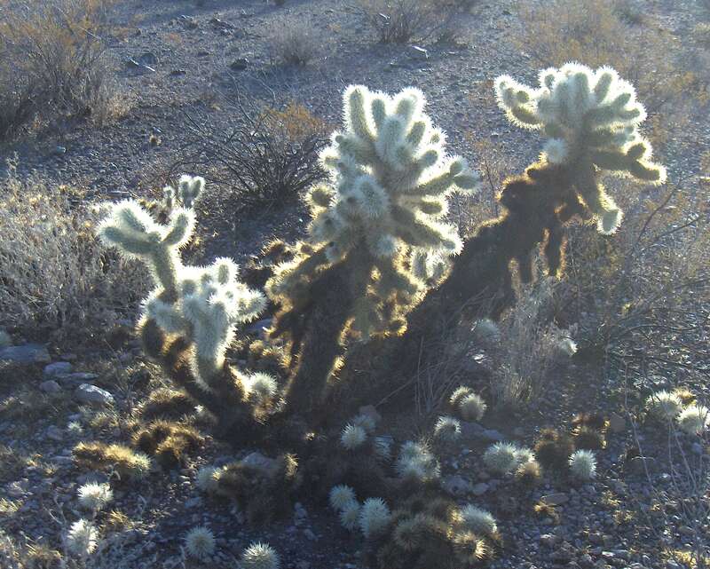 Image of teddybear cholla