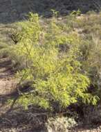 Image of velvet mesquite