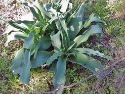 Image of Crinum crassicaule Baker