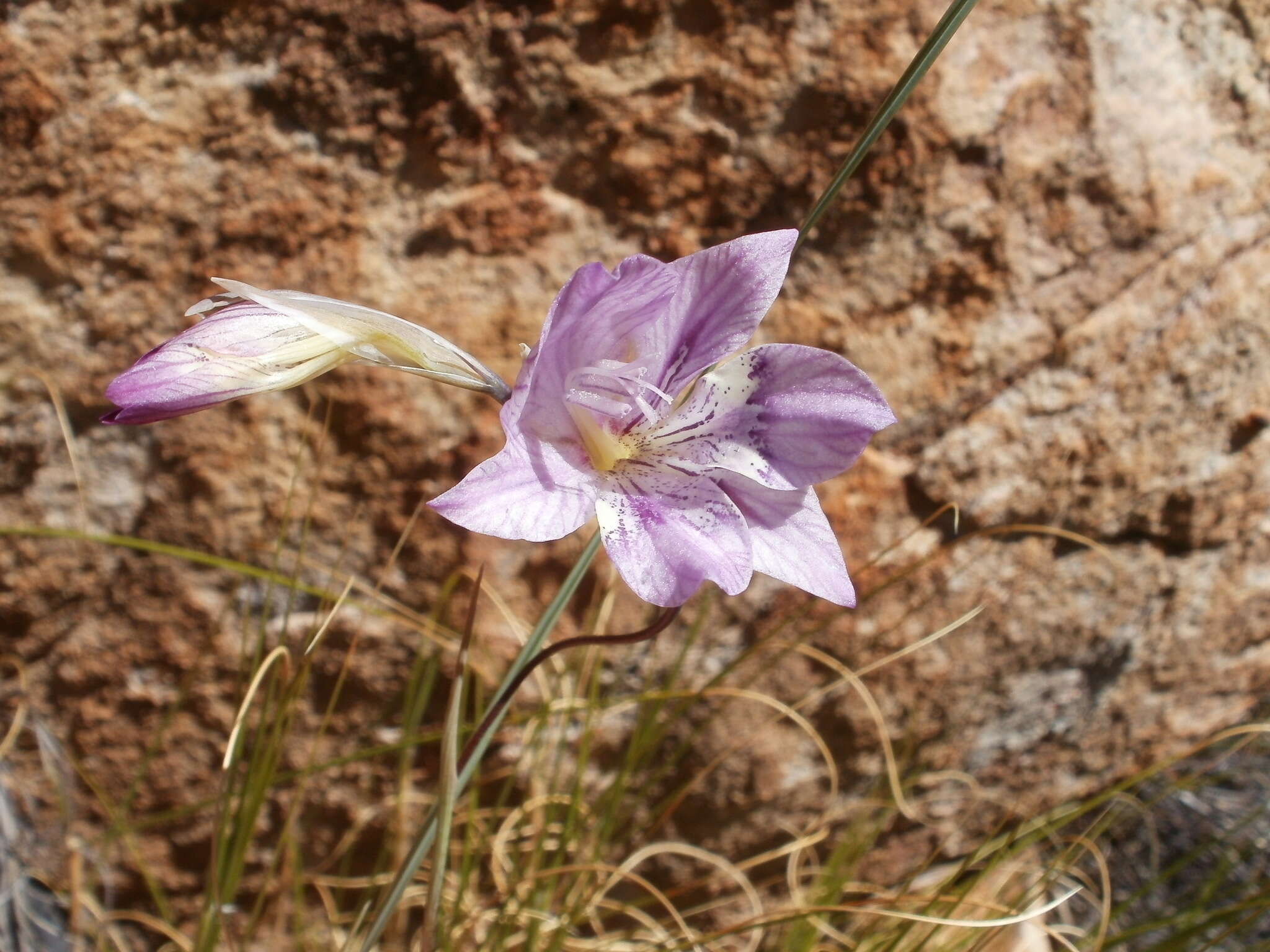 Imagem de Gladiolus taubertianus Schltr.