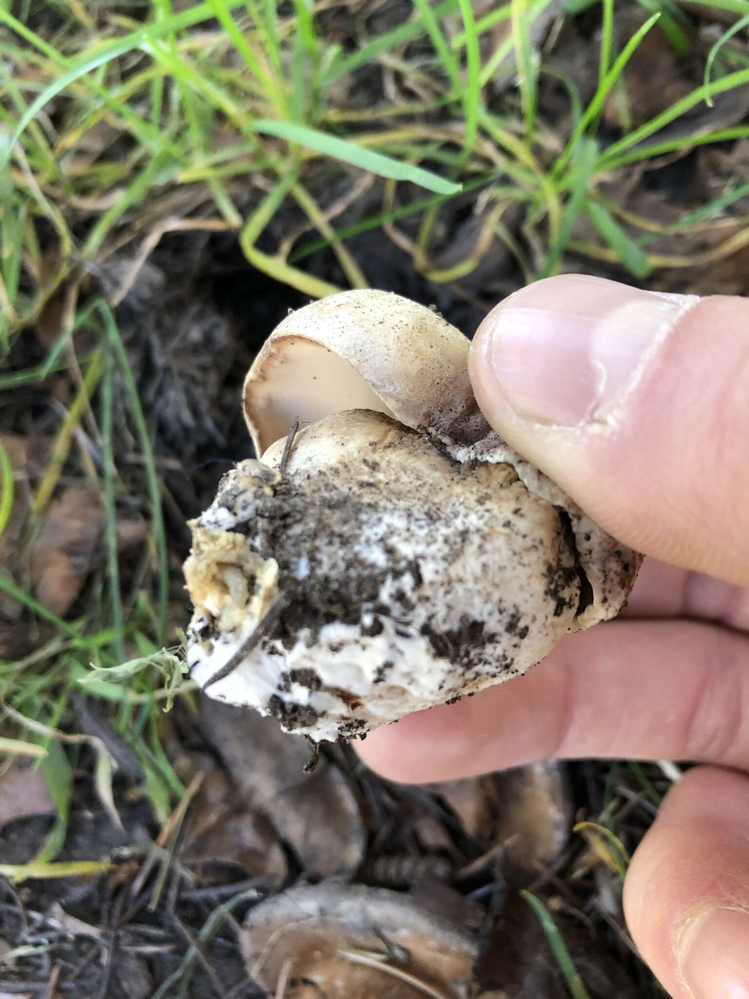 Sivun Boletus barrowsii Thiers & A. H. Sm. 1976 kuva