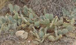 Image of Panhandle Prickly-pear