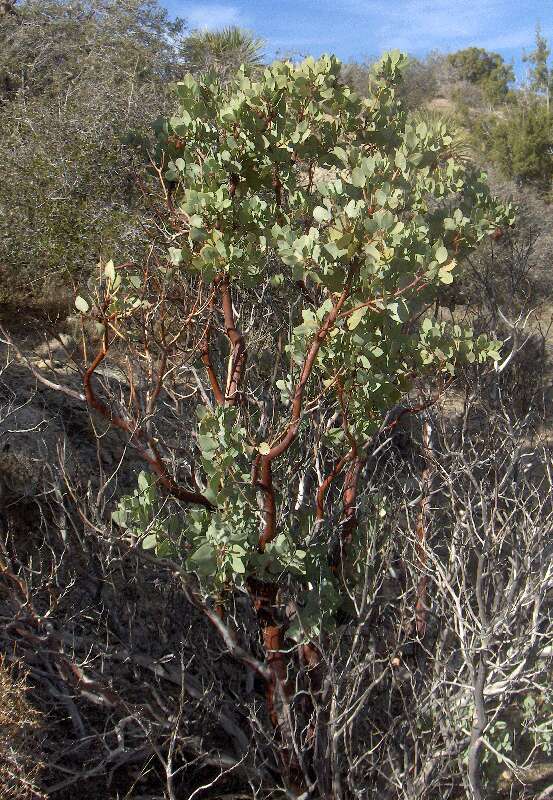 Image of greenleaf manzanita