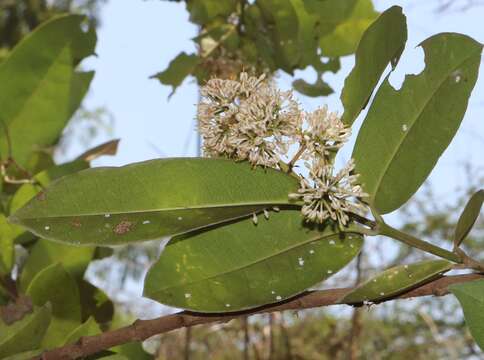 صورة Ixora pavetta Andrews