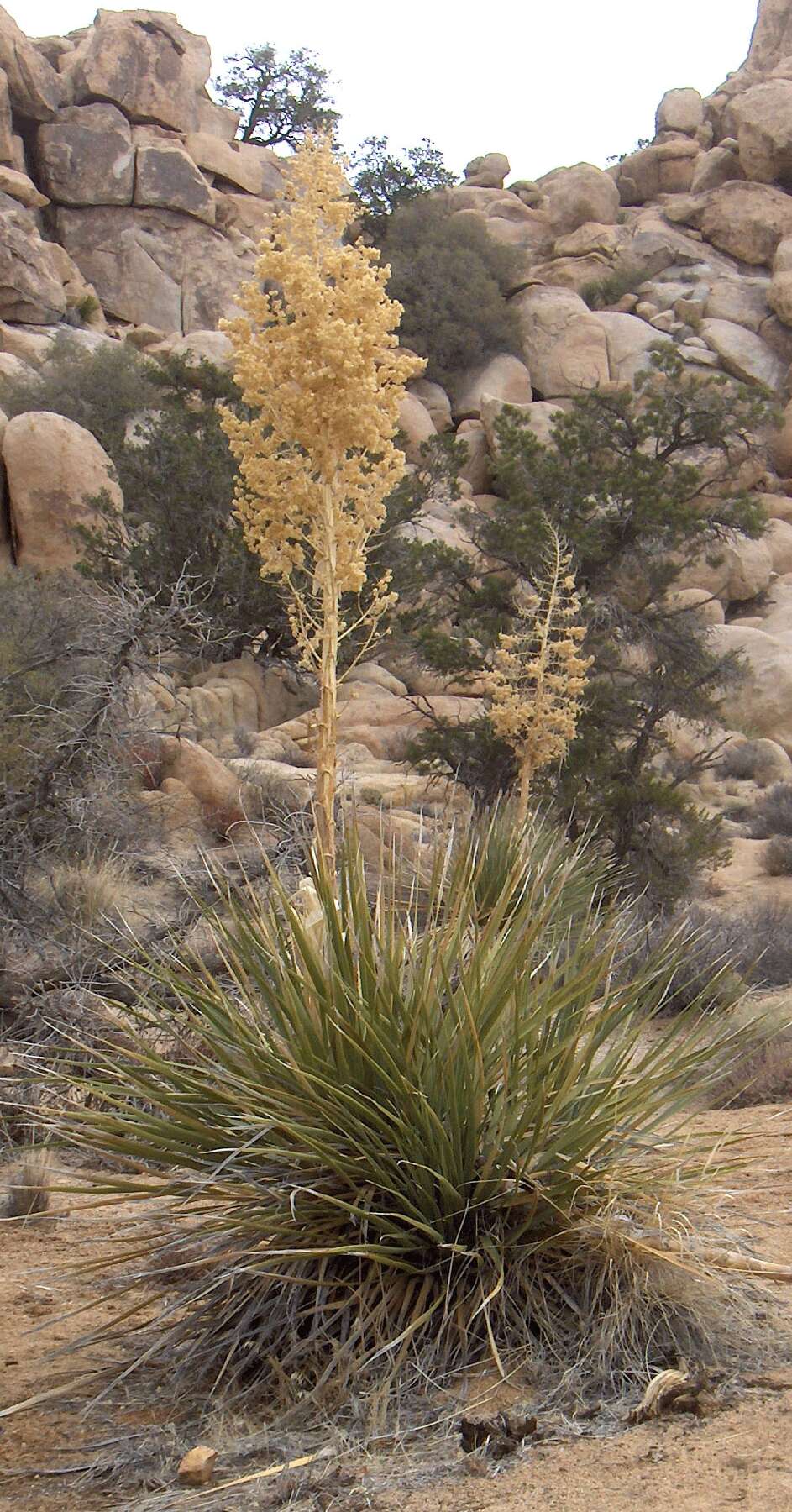 Image of Parry's beargrass