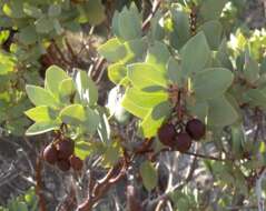 Image of greenleaf manzanita