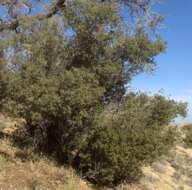 Image of Desert Scrub Oak