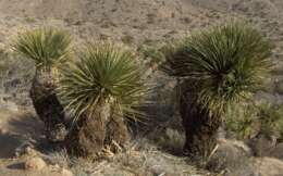 Image of Parry's beargrass