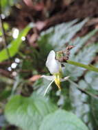 Plancia ëd Cincinnobotrys speciosa (A. & R. Fern.) H. Jacques-Felix