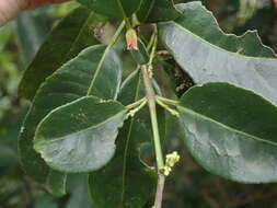 Image of Staphylea formosana (Nakai) Byng & Christenh.