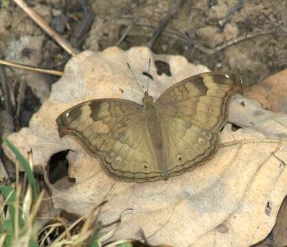 Image of chocolate pansy