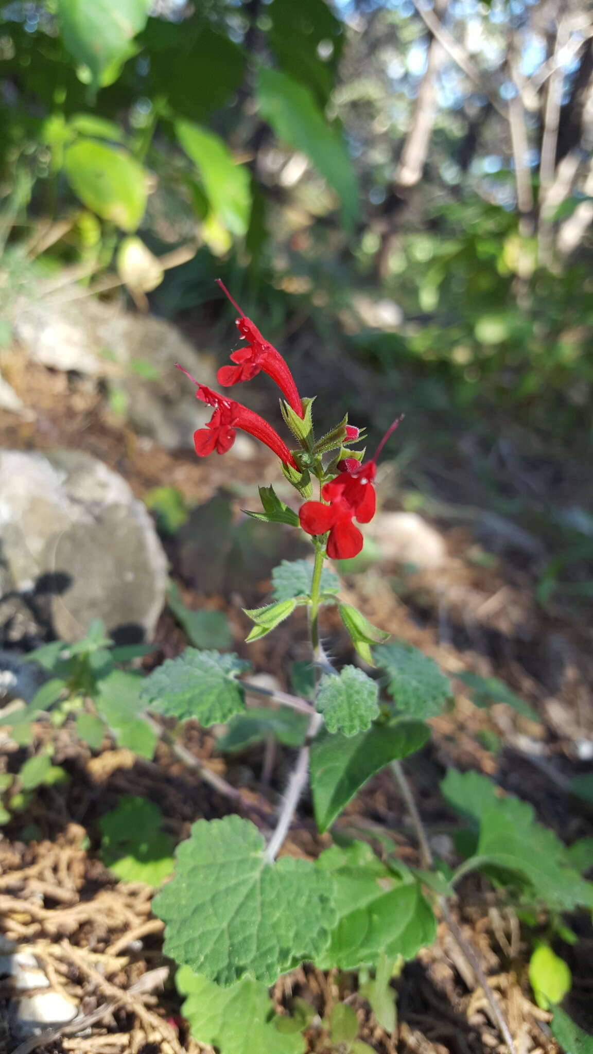 Imagem de Salvia roemeriana Scheele