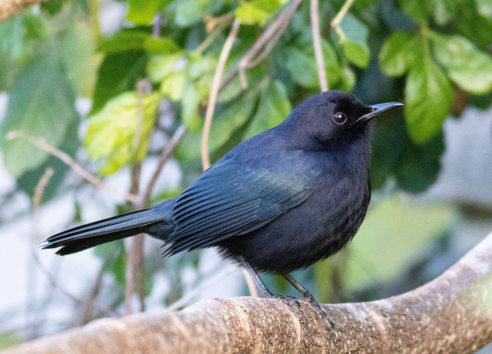 Image of Melanoptila Sclater & PL 1858